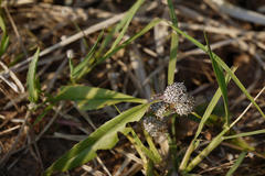 Caesulia axillaris
